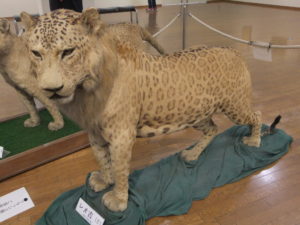Leopón