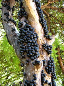 Tronco de Jaboticaba, con multitud de frutos.