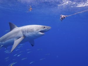 Gran Tiburón Blanco