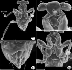 La especie Dicopomorpha echmepterygis es el insecto más pequeño del mundo.