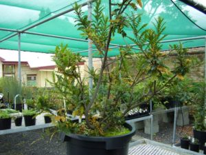 Clon rescatado de King's Lomatia. La ubicación de la colonia original es secreta para prevenir actos vandálicos.
