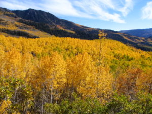 Foto de Pando.