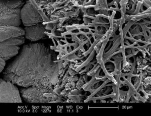Cáscara de huevo vista desde un microscopio